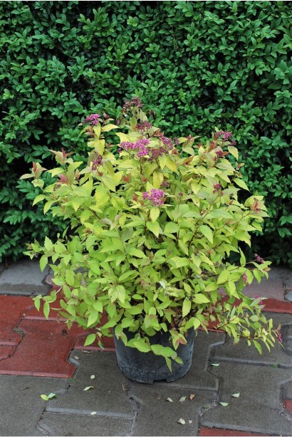 Спірея Меджик Карпет® – вибір для бордюрів і рабаток.